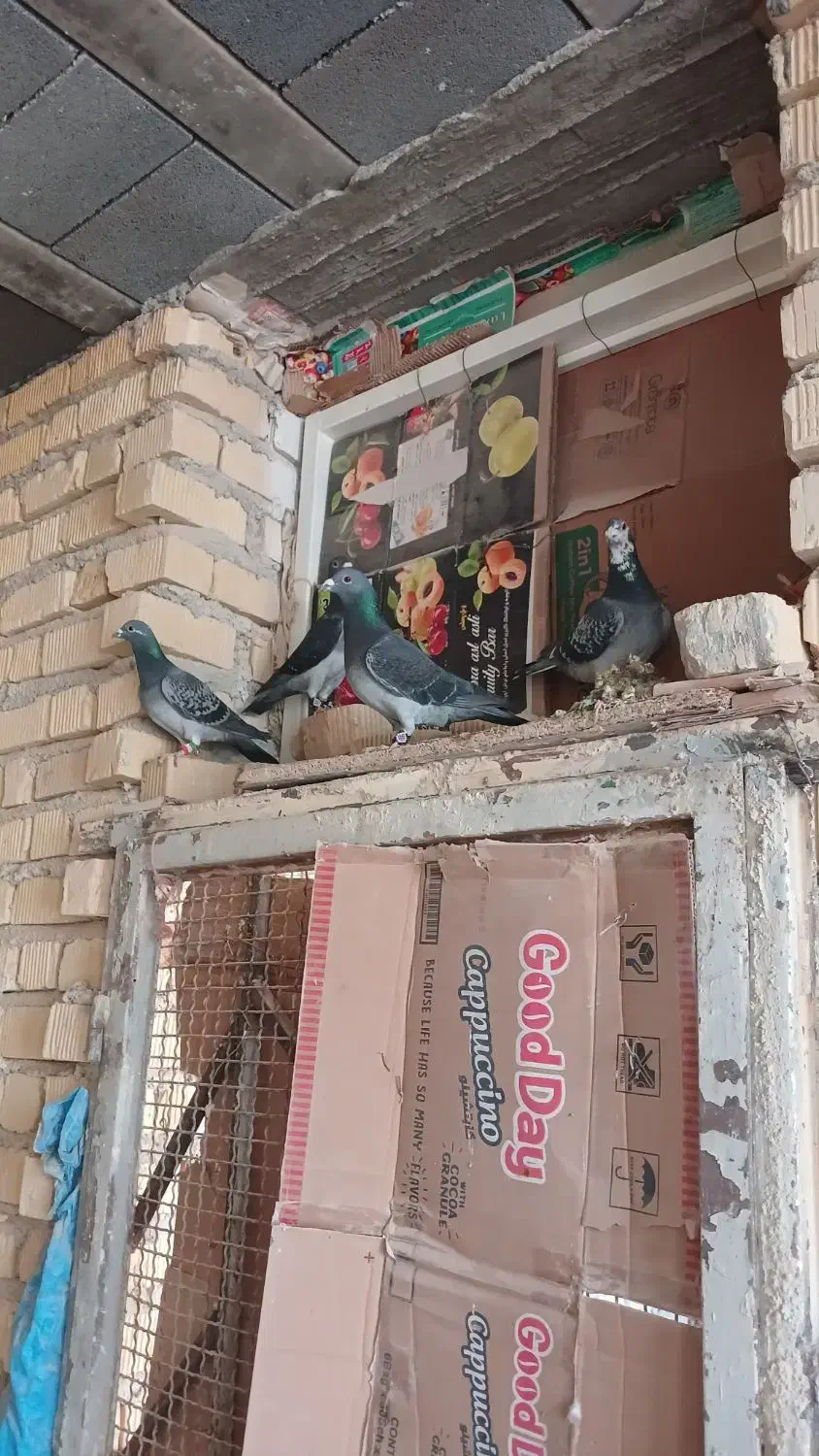 پلاکی کفتر|پرنده|مرودشت, شهرک مهدیه|دیوار