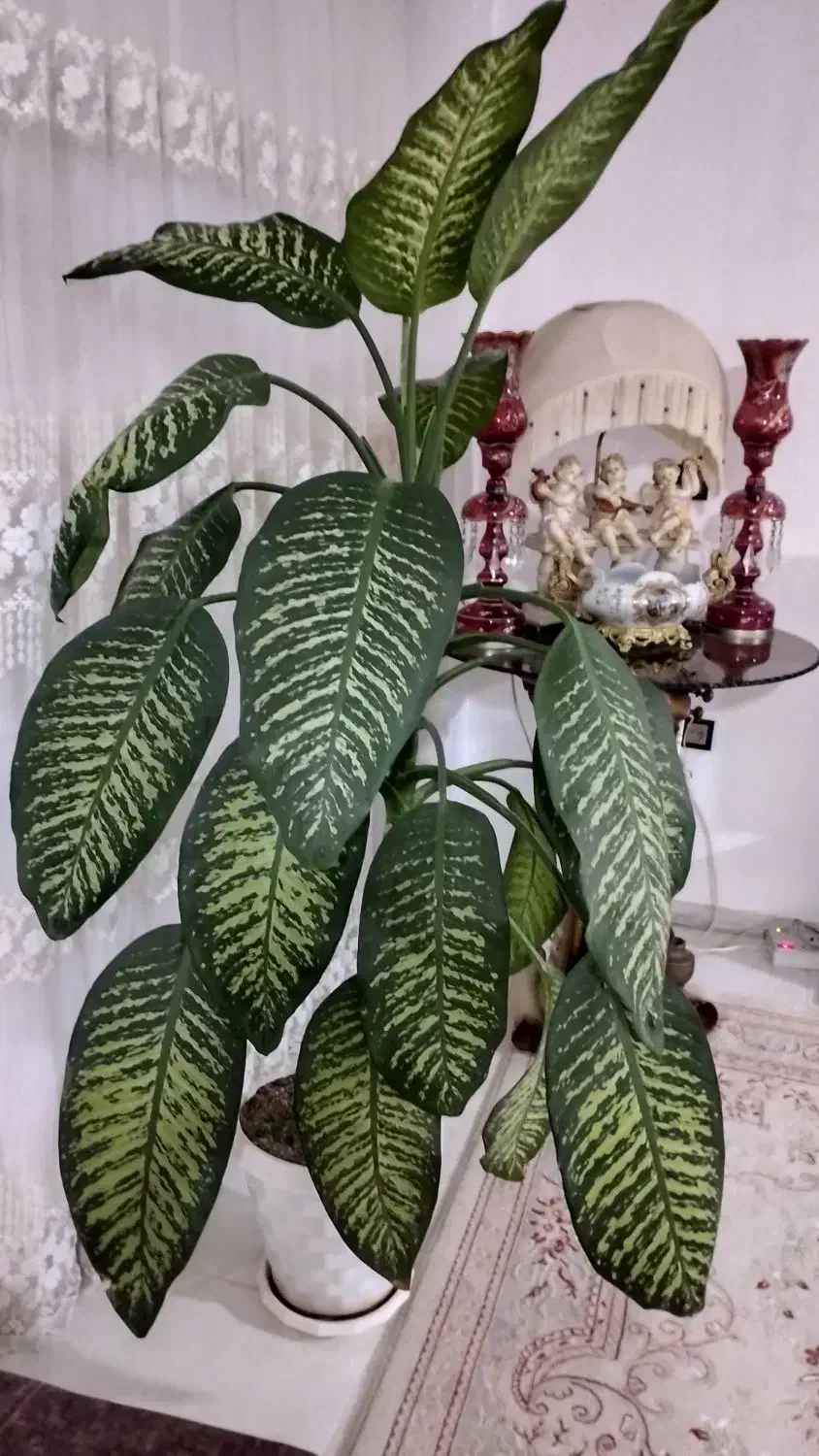 گول بزرگ با گلدان|گل و گیاه طبیعی|شاهرود, |دیوار