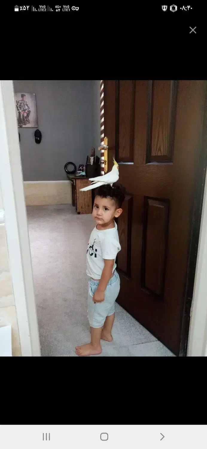 جفت عروس هلندی مولد خانگی|پرنده|مرودشت, فاز اول شهرک فرهنگیان|دیوار