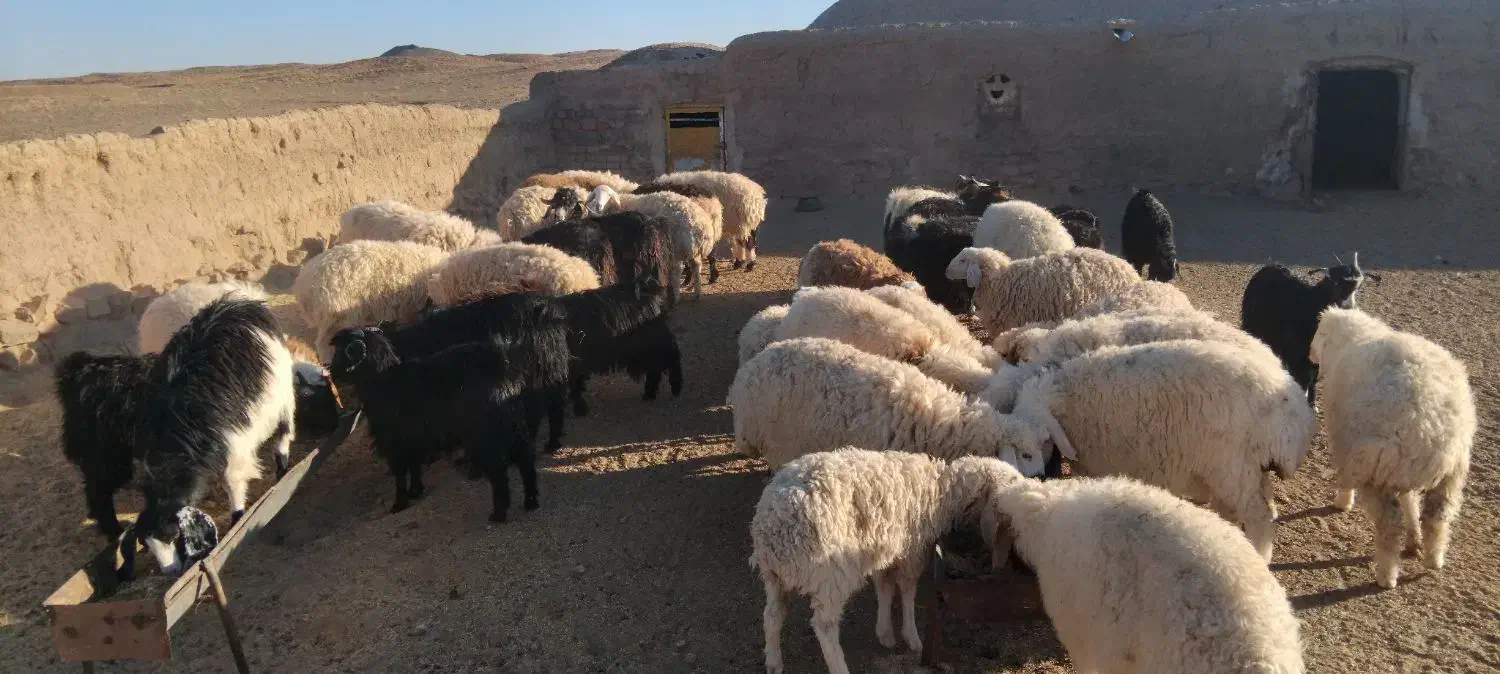 بره و بزغاله|حیوانات مزرعه|قائن, |دیوار