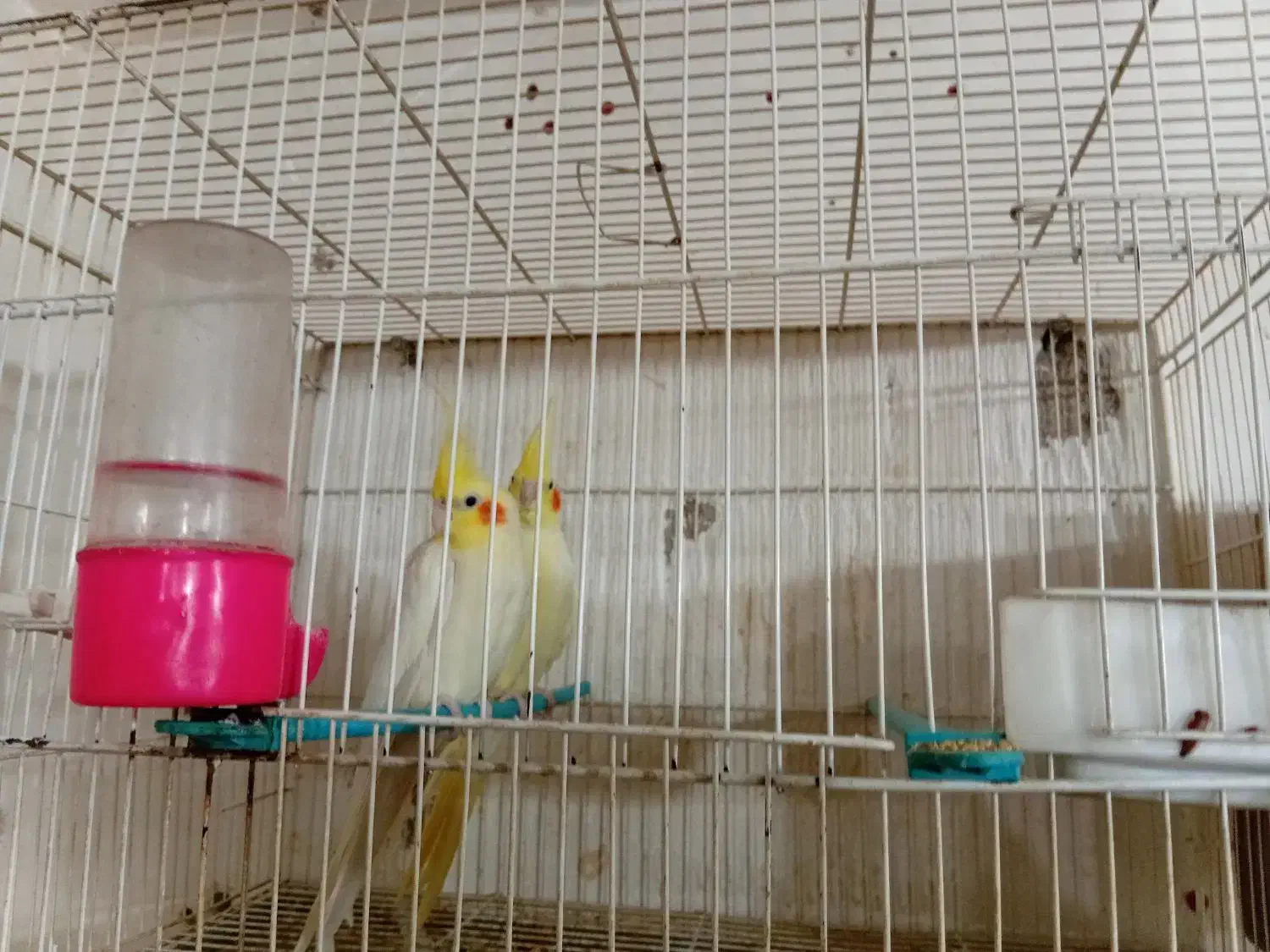 یجف عروس با یجفت مرغ عشق|پرنده|گرگان, |دیوار