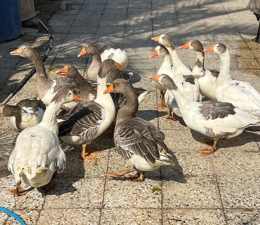 غاز|حیوانات مزرعه|باوی, |دیوار
