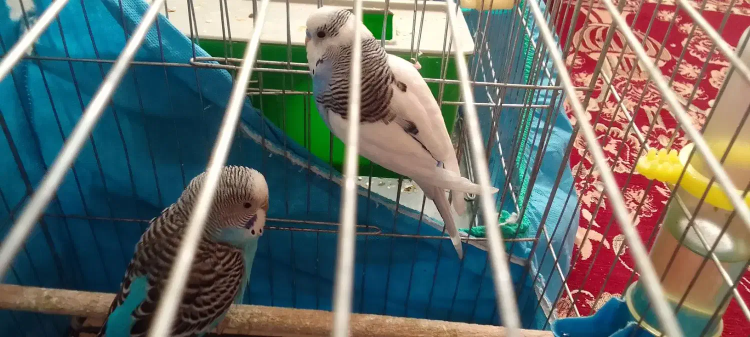 مرغ عشق|پرنده|پاکدشت, پاکدشت (مامازند)|دیوار