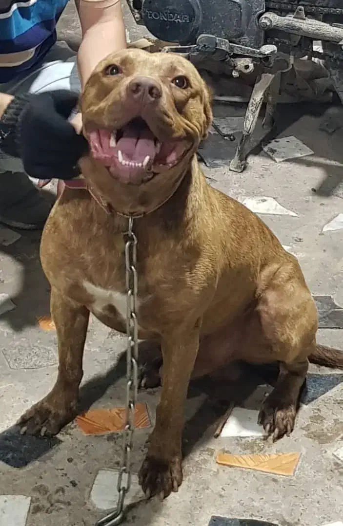 سگ پیتبول|سگ|خشکبیجار, |دیوار