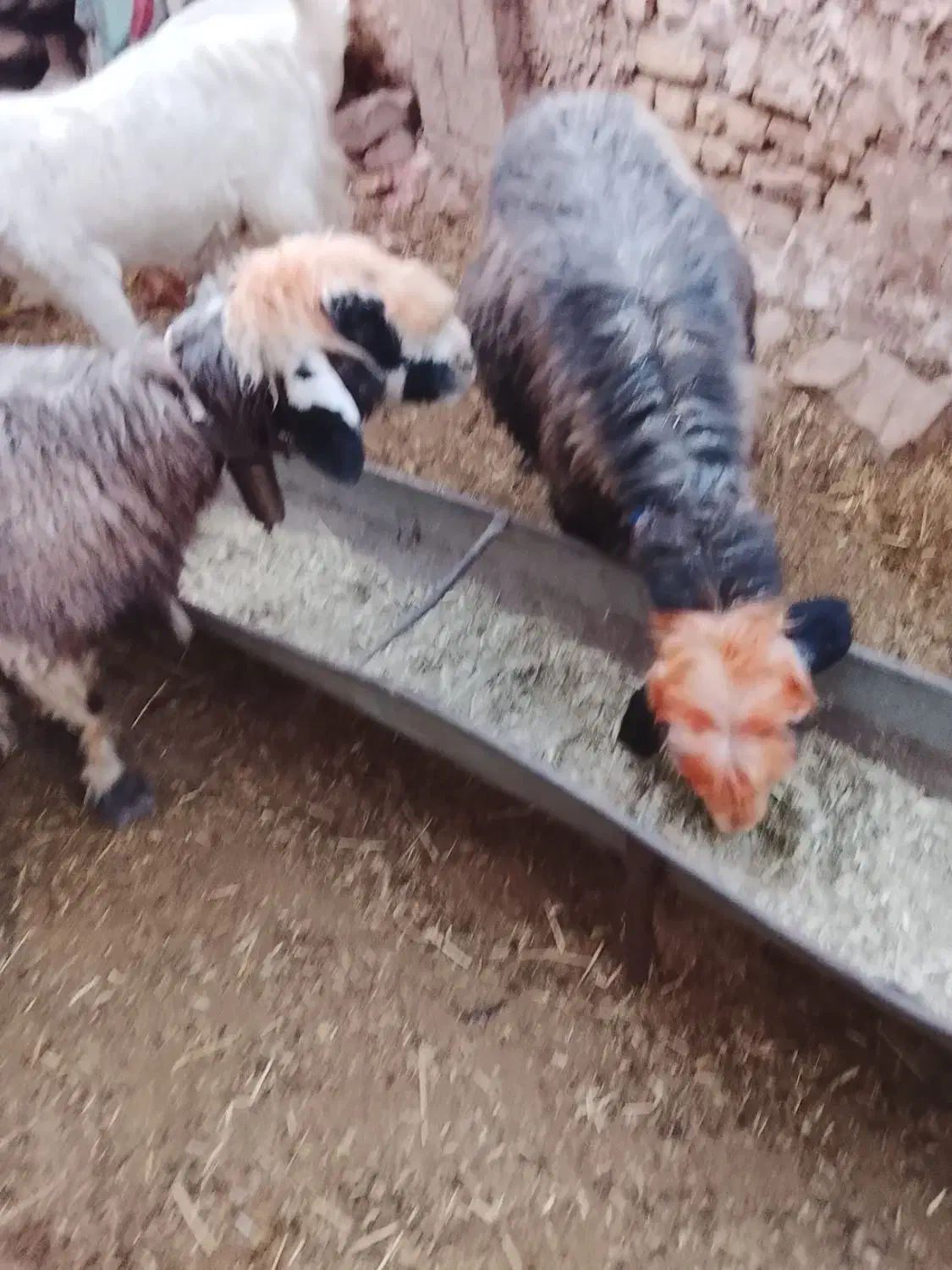 دوتا میش نزدیک زا جوان|حیوانات مزرعه|مسجد سلیمان, |دیوار