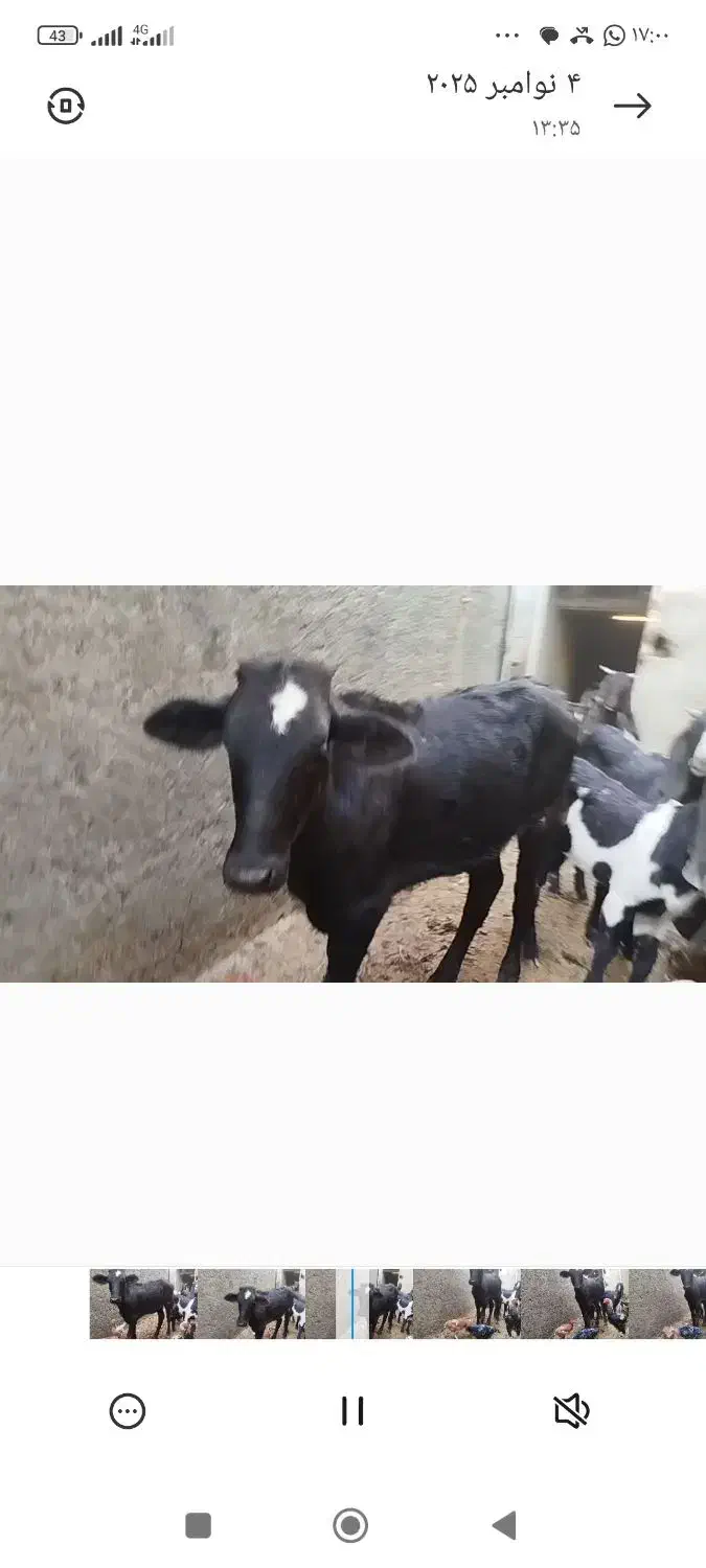 پراپ گوساله ماده|حیوانات مزرعه|سراوان, |دیوار