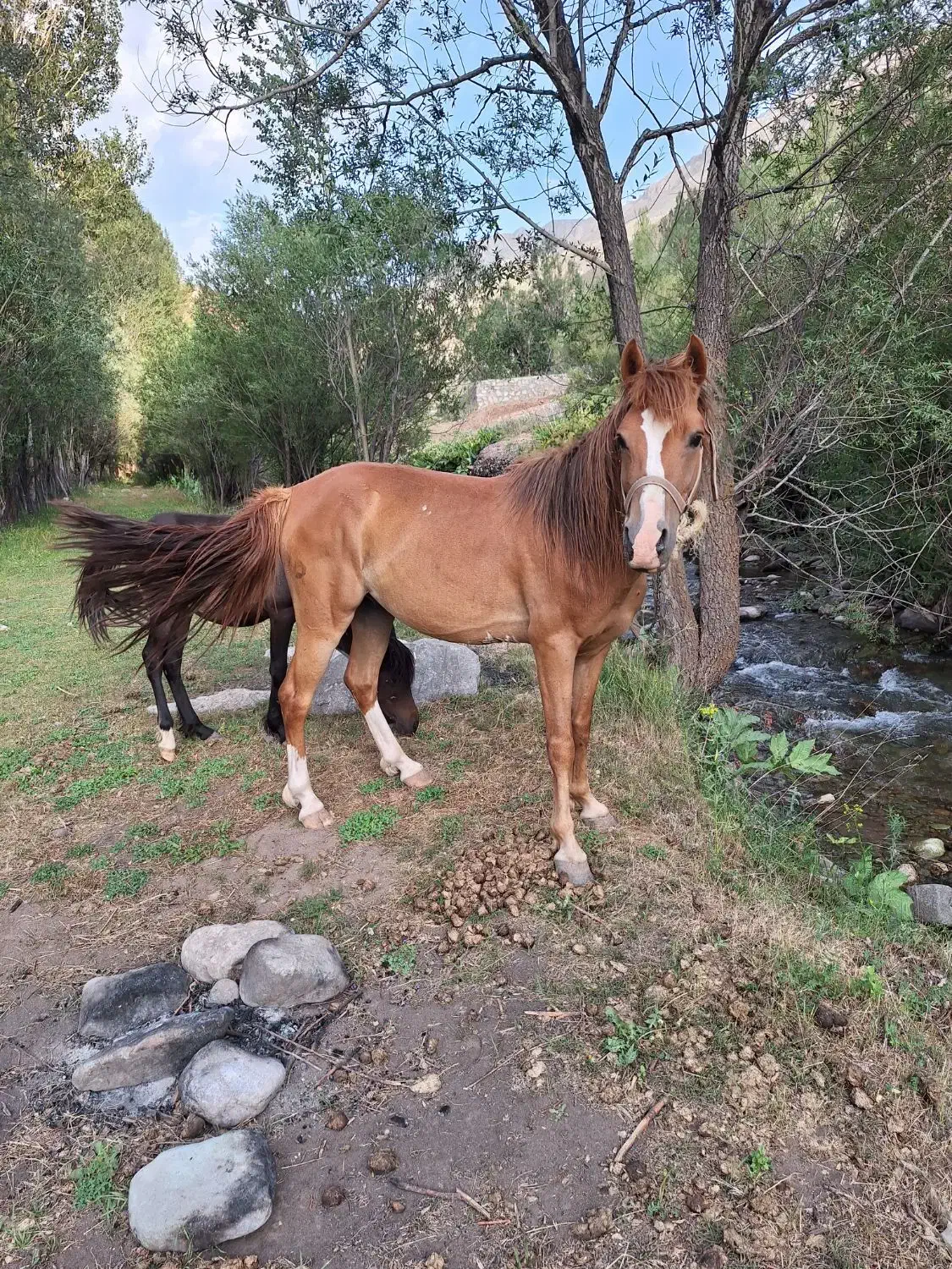 اسب نریون اخته شده. بسیار ارام .و تیز|اسب و تجهیزات اسبسواری|کرج, گلدشت|دیوار