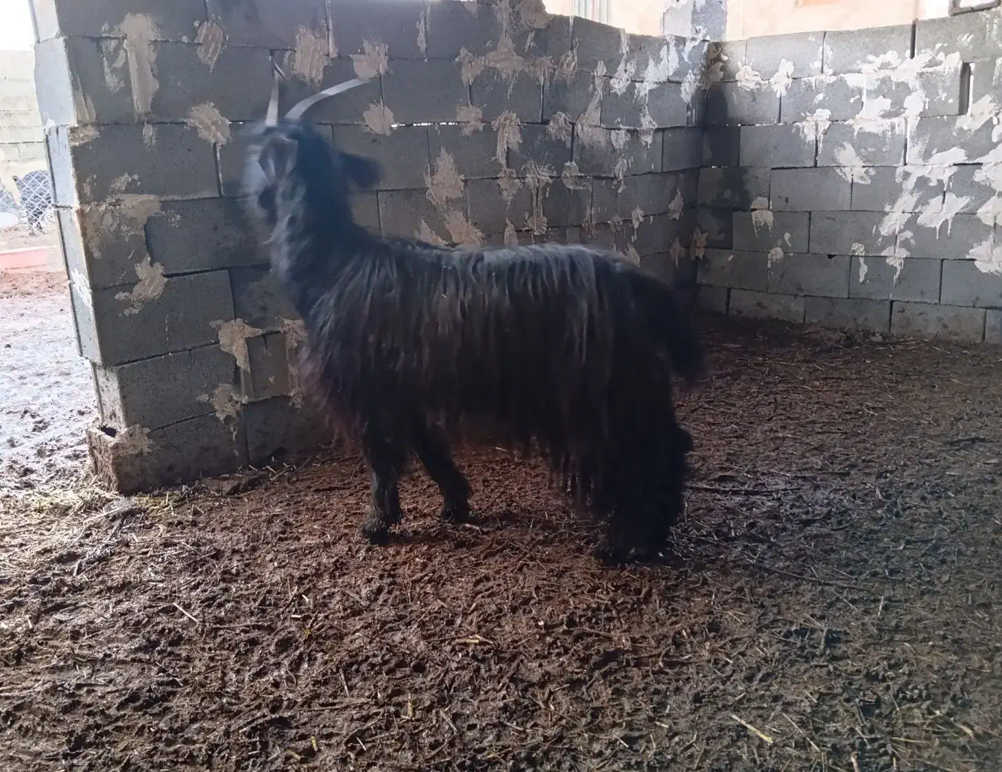 بز داشتی|حیوانات مزرعه|سی‌سخت, |دیوار