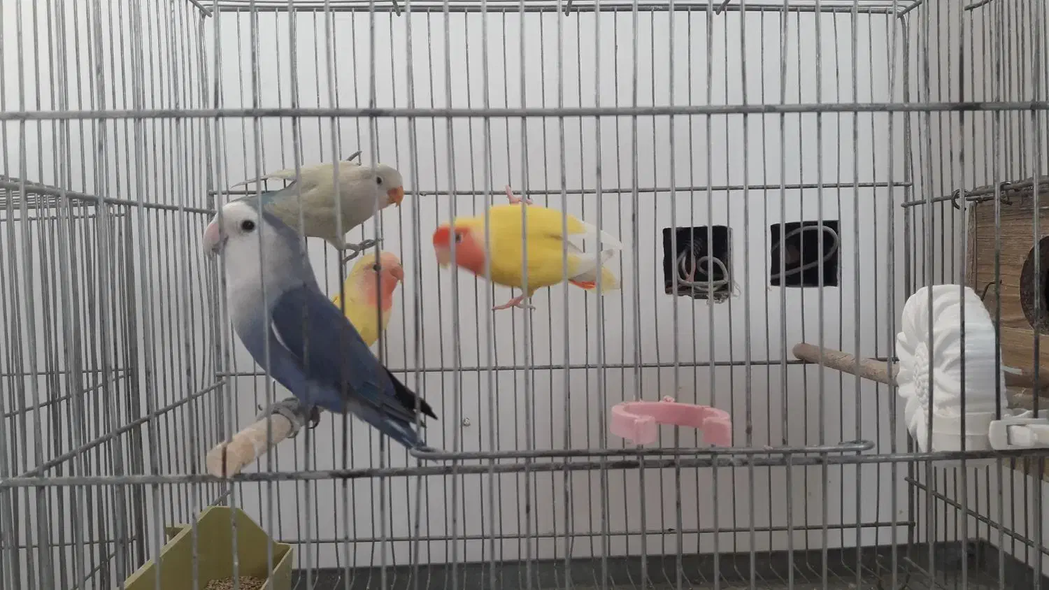 کوتوله برزیلی زیباوخاص|پرنده|ابریشم, |دیوار