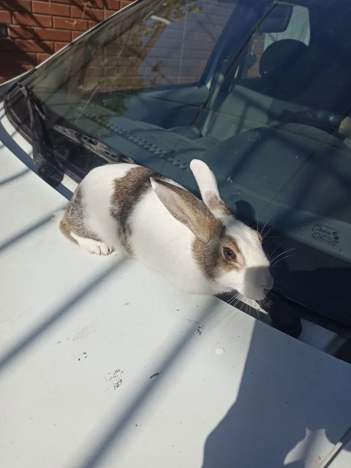 خرگوش باقفس|موش و خرگوش|محمدشهر, ولدآباد|دیوار