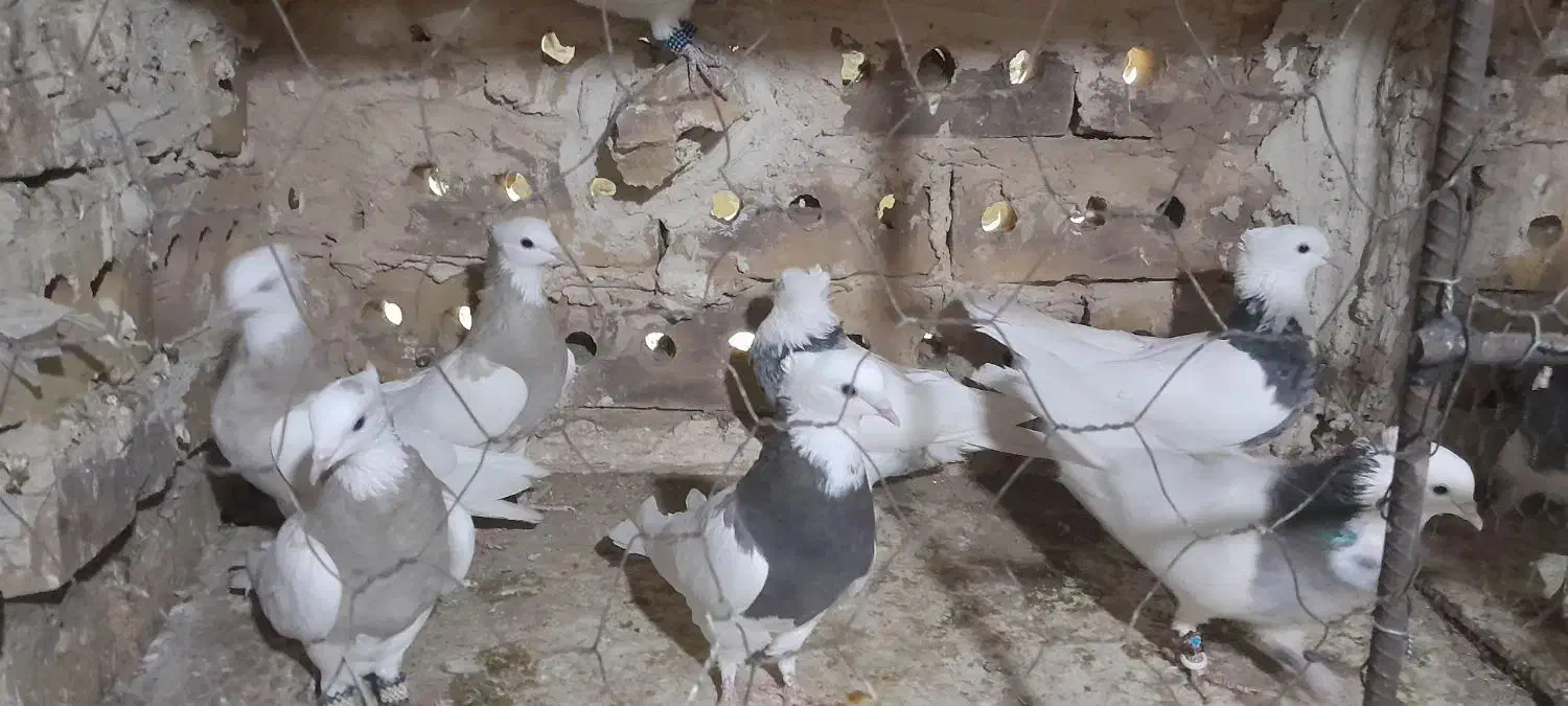 کبوتر طوقی جفتگاه|پرنده|تایباد, |دیوار