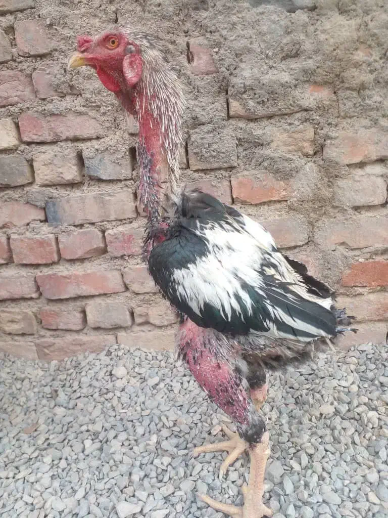 خروس ترک|حیوانات مزرعه|خاش, |دیوار