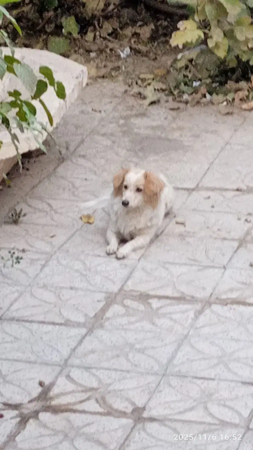 واگذاری سگ اپارتمانی|سگ|اراک, |دیوار