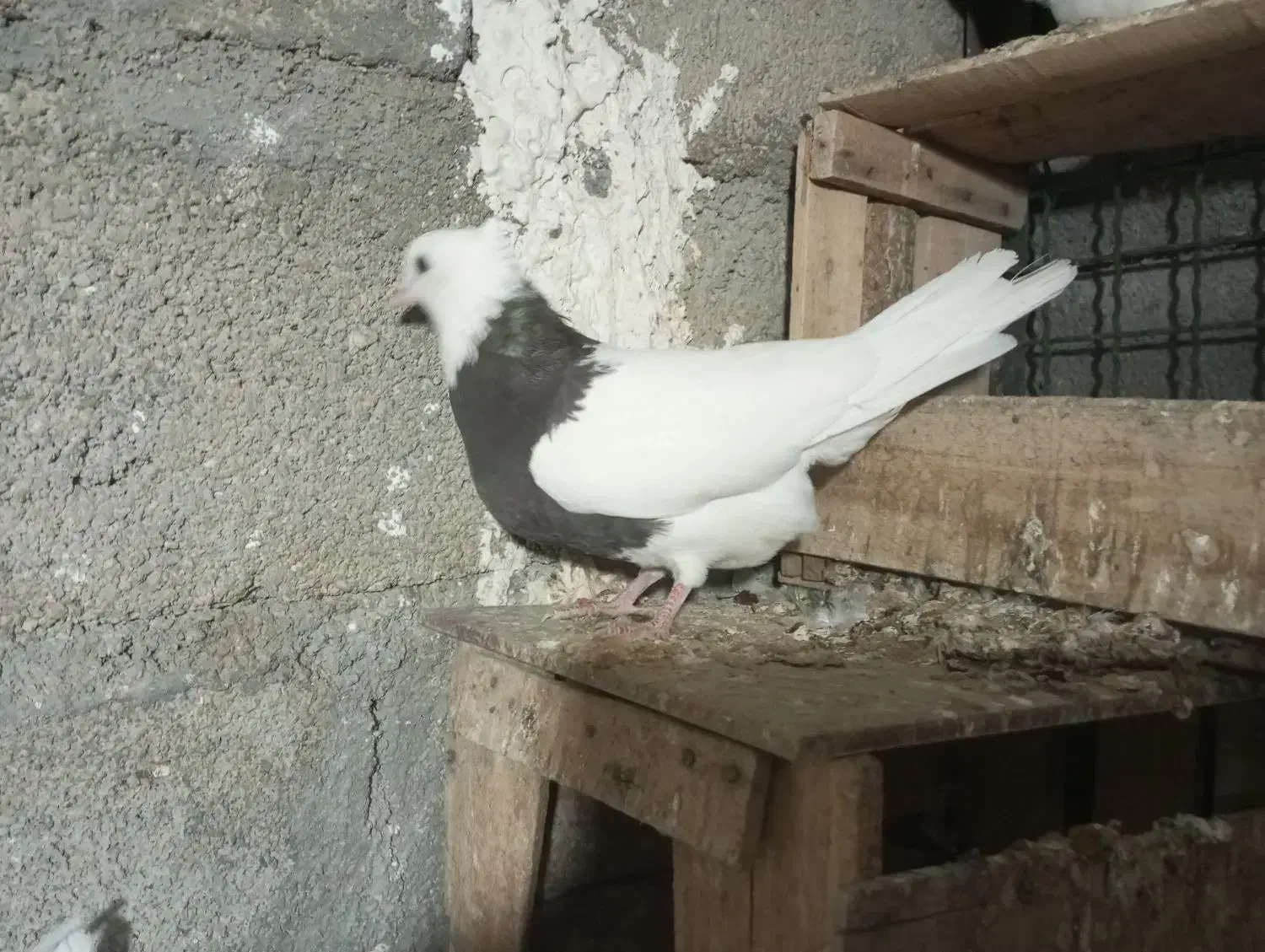 کبوتر طوقی|پرنده|گله دار, |دیوار