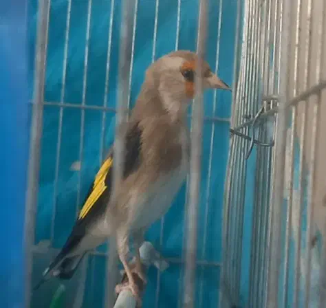 فروش یه دونه سهره  نر  جوون عتیقه|پرنده|فیروزکوه, |دیوار