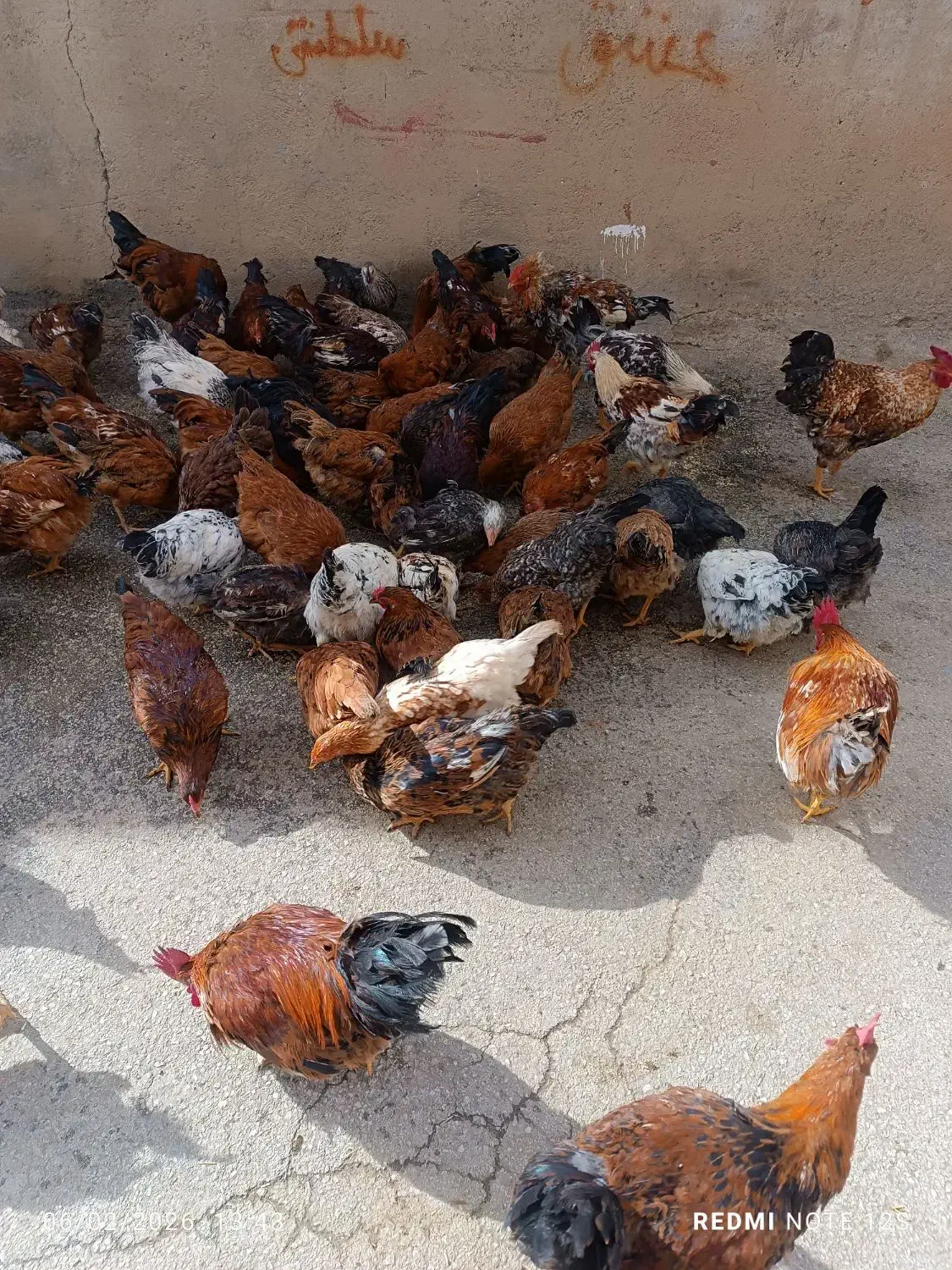 خروس محلی|حیوانات مزرعه|جوکار, |دیوار