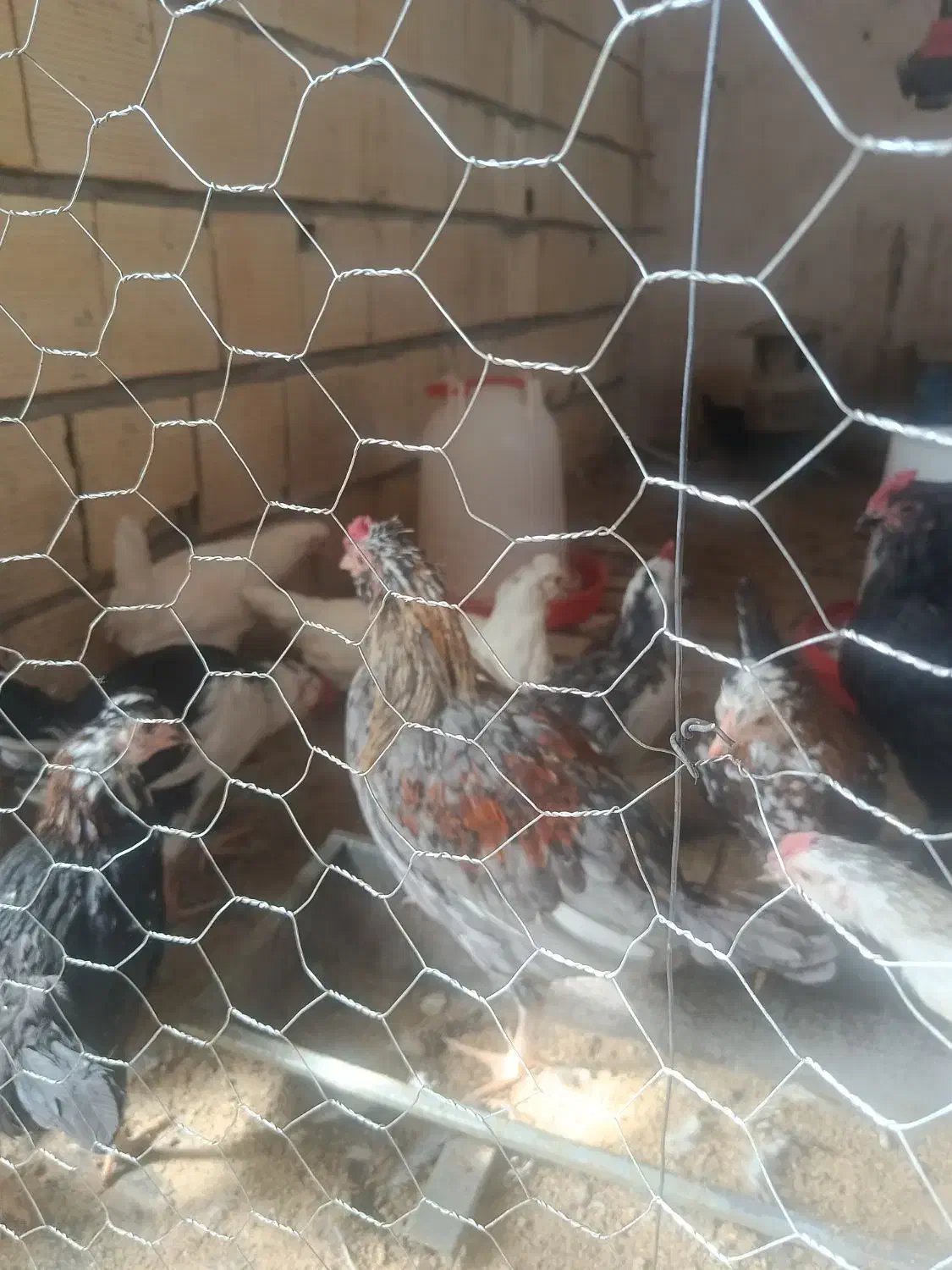 مرغ خروس جوجه گلین|حیوانات مزرعه|شهرکرد, |دیوار