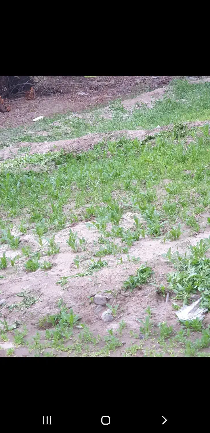 ۳۵ هکتار زمین ۴ سال داده میشه به کسی که برقی کنه|اجارهٔ دفتر صنعتی، کشاورزی، تجاری|ایرانشهر, |دیوار