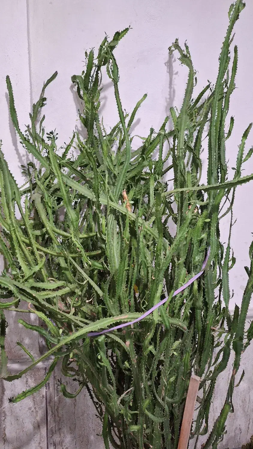 فروش کاکتوس آفوربیا|گل و گیاه طبیعی|عجب شیر, |دیوار