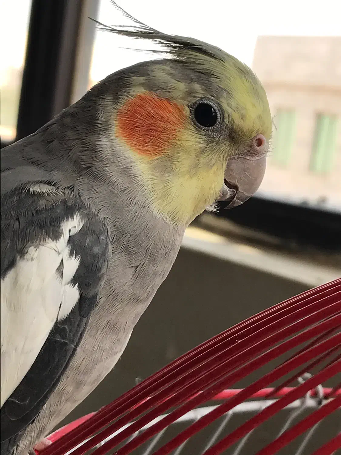 گم شده|حیوانات|سبزوار, کاشفی شمالی (دادگستری)|دیوار