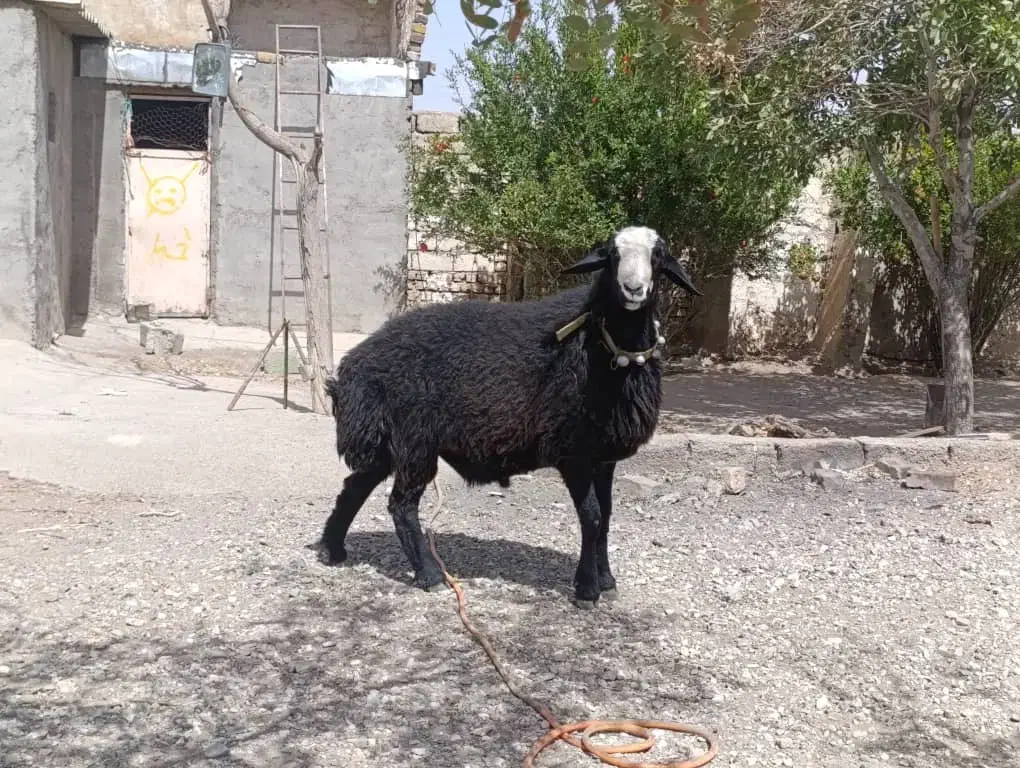بره ماده شال قوچ همو میش ژن دار|حیوانات مزرعه|شیراز, کرونی(خاتونک)|دیوار