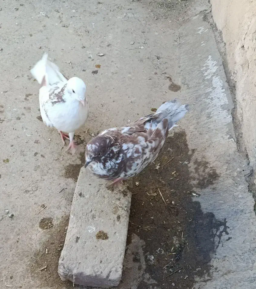 کبوتر|پرنده|محمدشهر, سیدآباد|دیوار