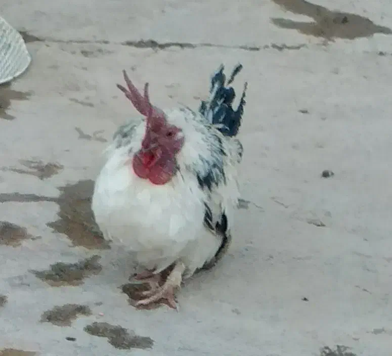 فروشی|حیوانات مزرعه|کشاورز, |دیوار