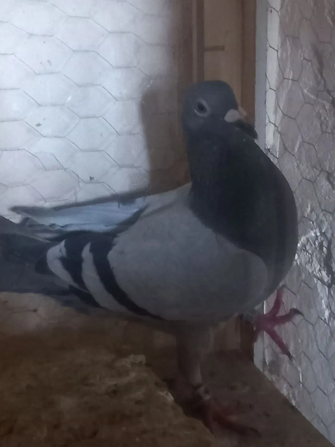 کبوتر|حیوانات|مسجد سلیمان, |دیوار