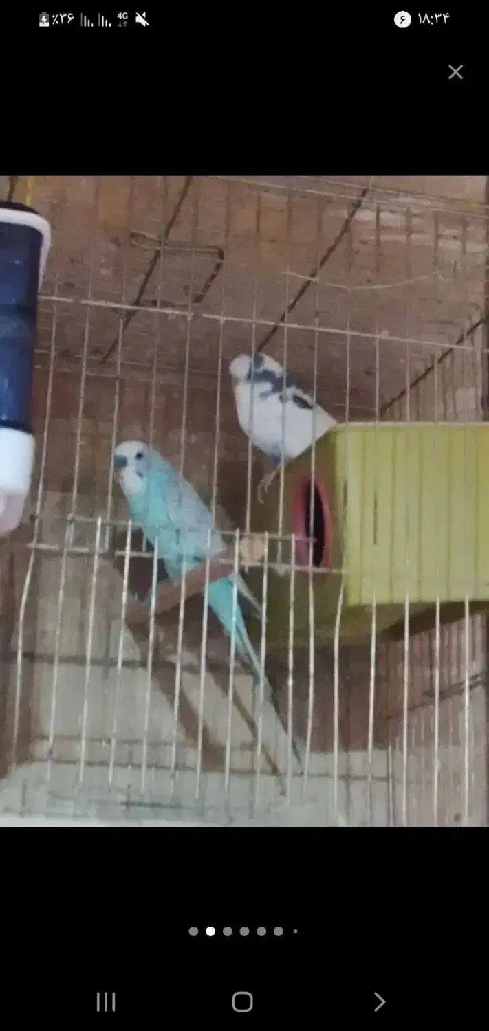 تعداد سه عدد مرغ عشق ماده هه رو تخم خوابیده|پرنده|یاسوج, |دیوار