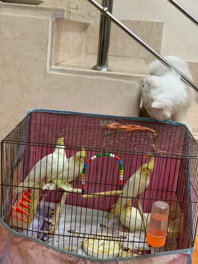 عروس هلندی دست اموز جوجه|پرنده|رشت, باهنر|دیوار