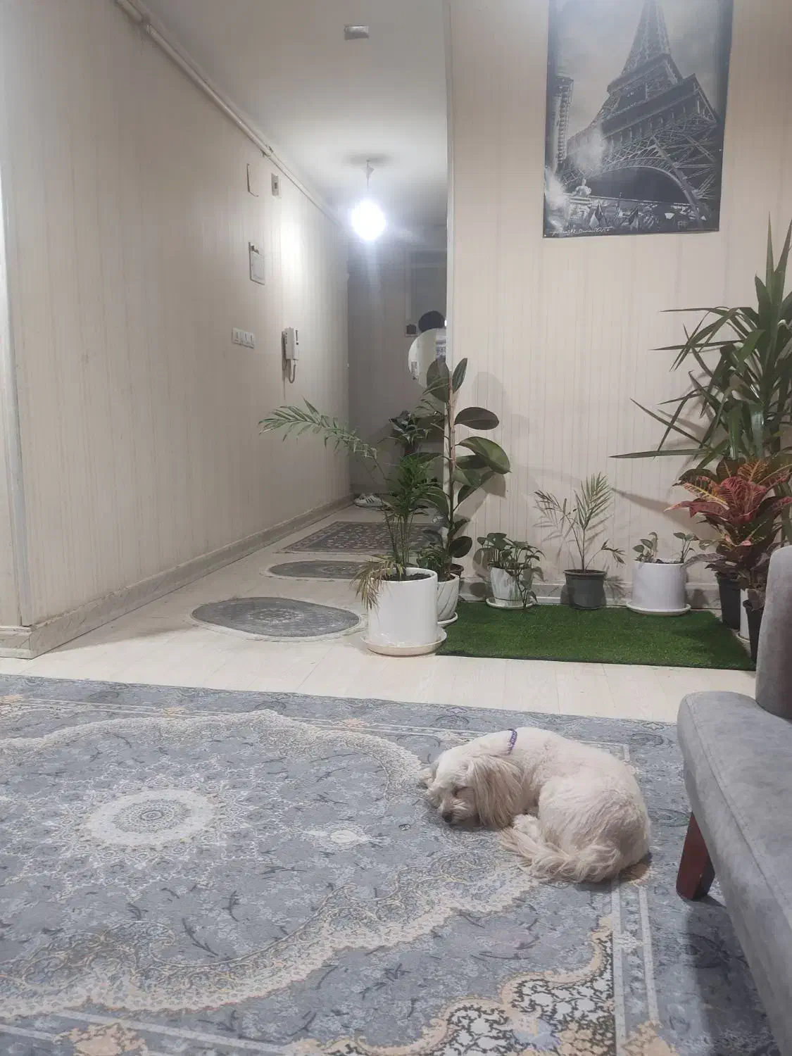 گمشده|حیوانات|بلده, |دیوار