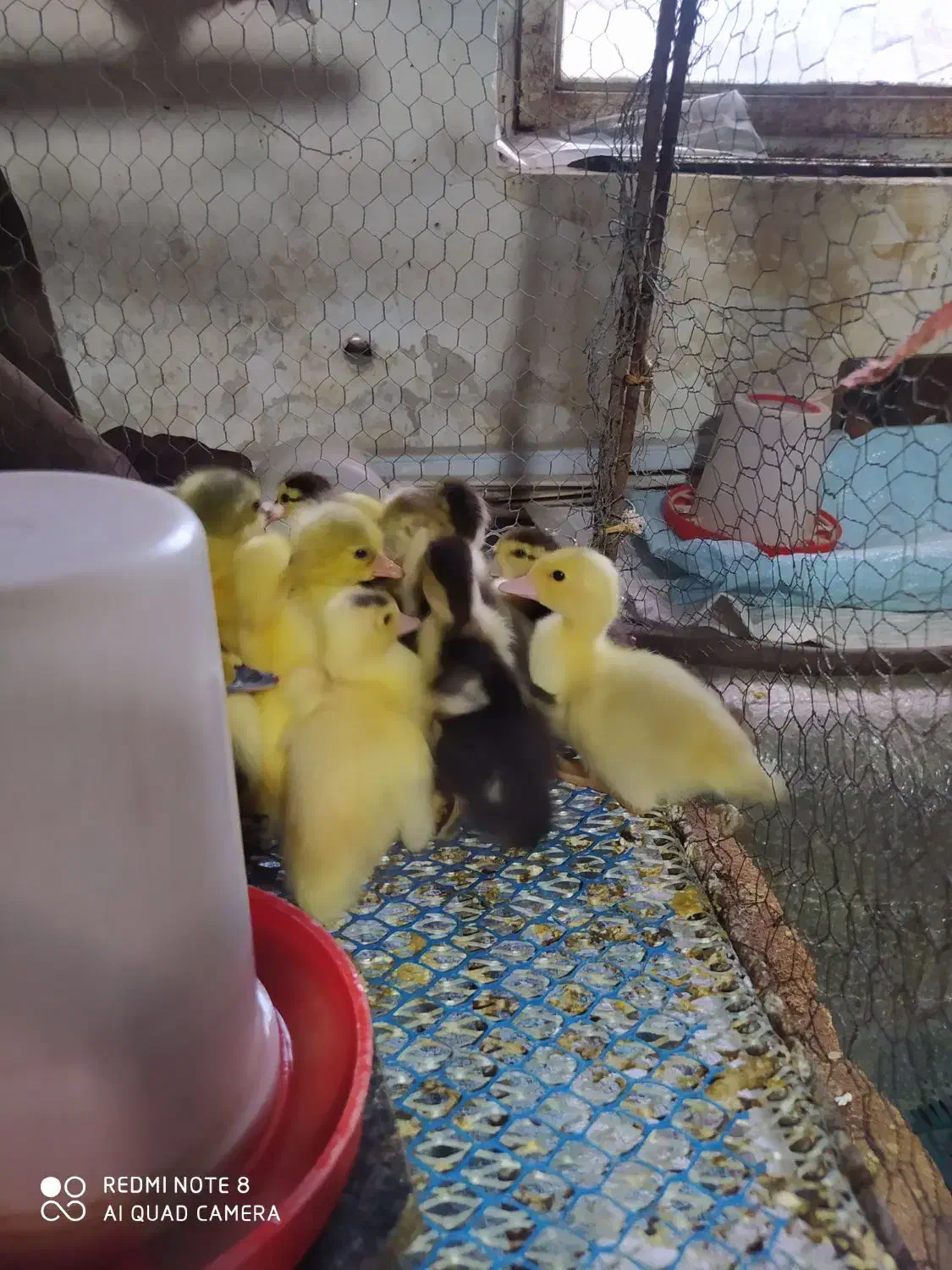 فروش جوجه اردک خارجی|حیوانات مزرعه|ساری, |دیوار