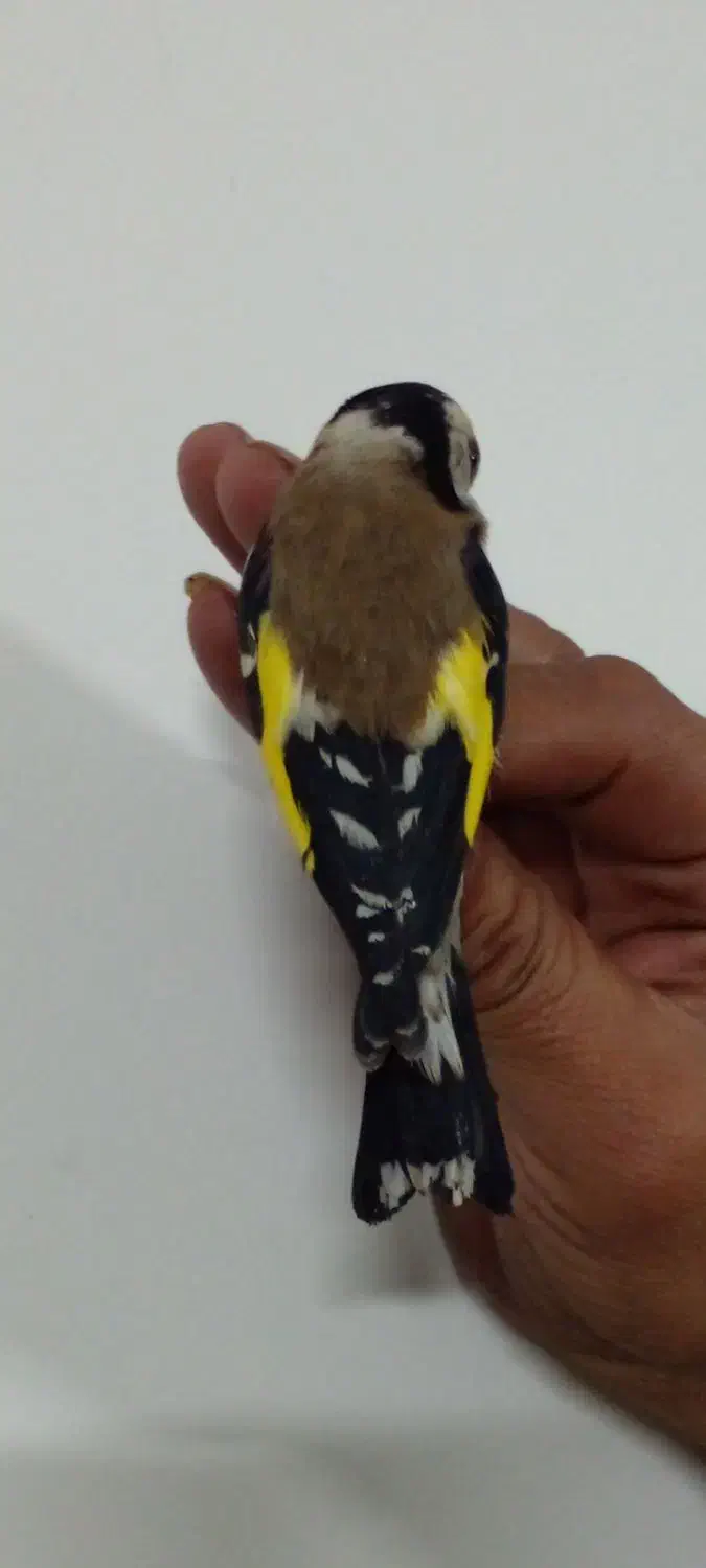 سهره بیابانی یک ماه قفس گلبسر۲ماه قفس|پرنده|قرچک, شهرک طلائیه|دیوار