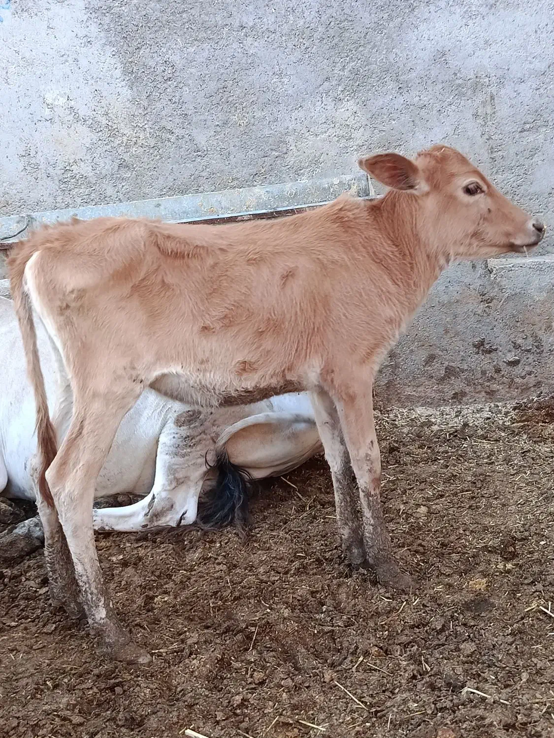 گاو گوساله گوسفند بز بره گاومیش درشادگان|حیوانات مزرعه|شادگان, |دیوار