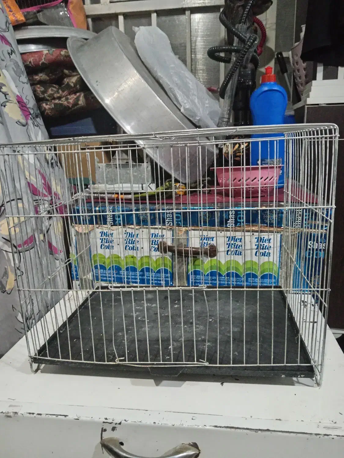 قفس قناری|لوازم جانبی حیوانات|کرمان, |دیوار