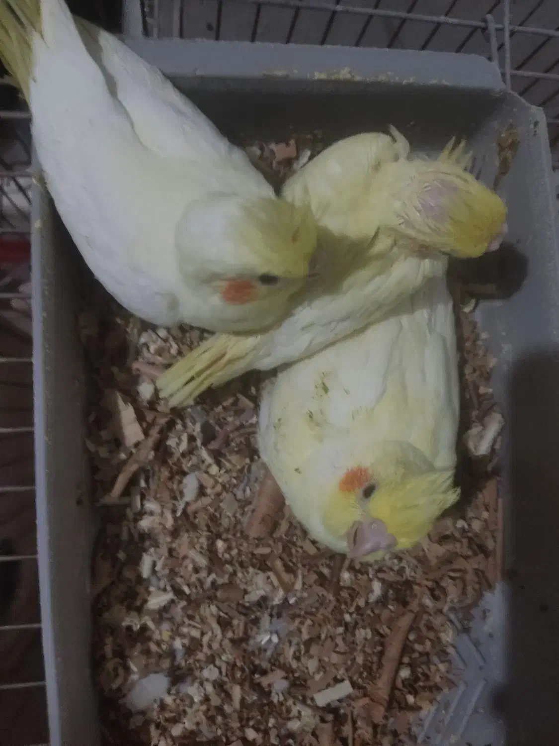 جوجه عروس هلندی|پرنده|فسا, |دیوار