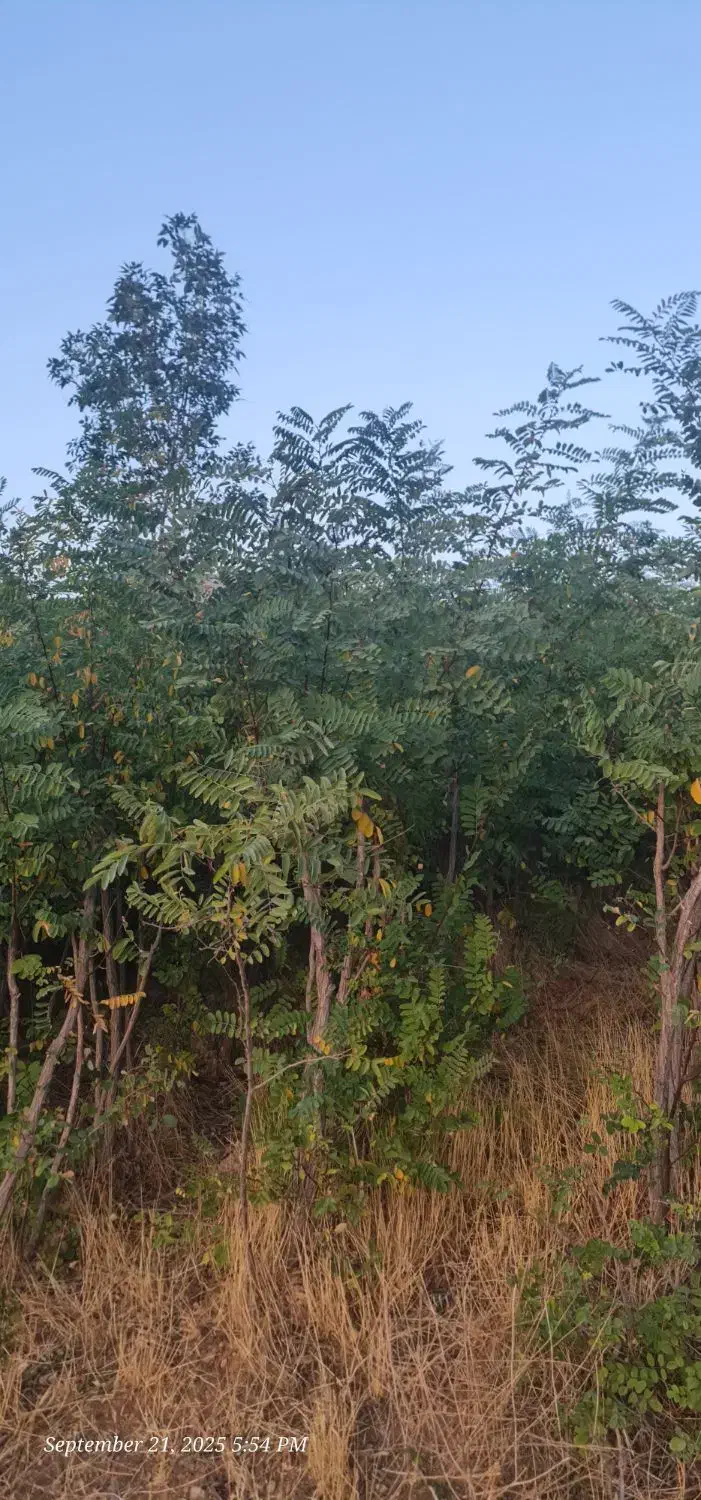 نهال اقاقیا|خدمات باغبانی و درختکاری|دماوند, دماوند|دیوار