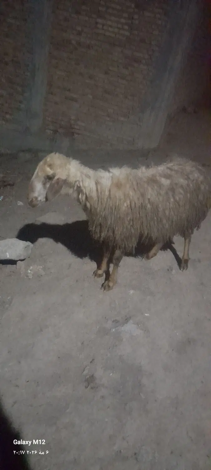 قوچ|حیوانات مزرعه|چهاردانگه (آذربایجان), |دیوار
