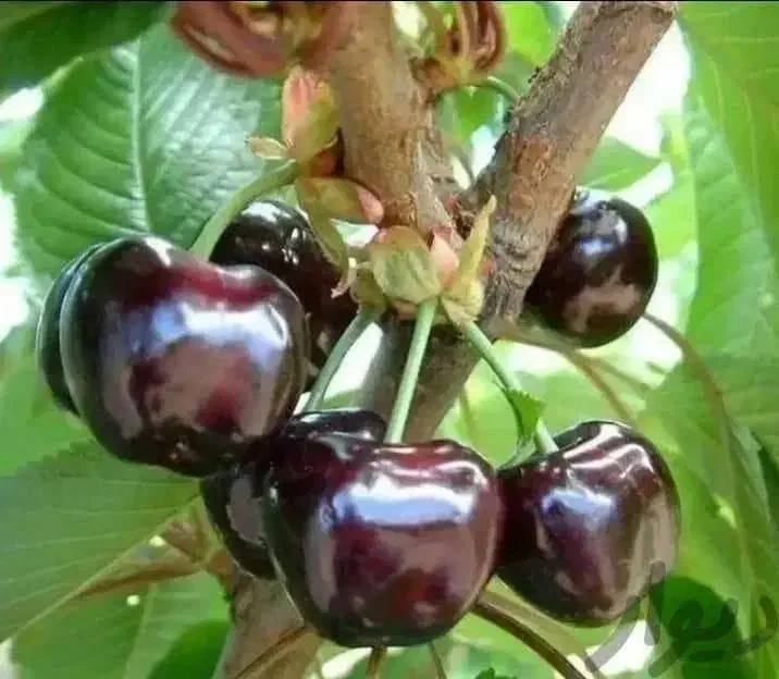 گوجه سبز گیلاس هلو انگور میو استوایی مراسم تالار م|خوردنی و آشامیدنی|تهران, میدان میوه و تره‌بار مرکزی|دیوار