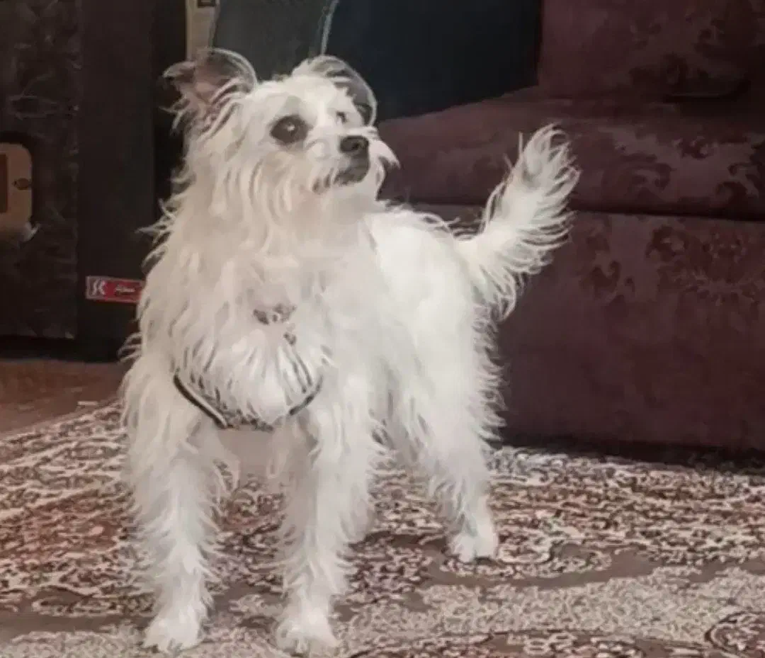 پا کوتا|سگ|تبریز, |دیوار