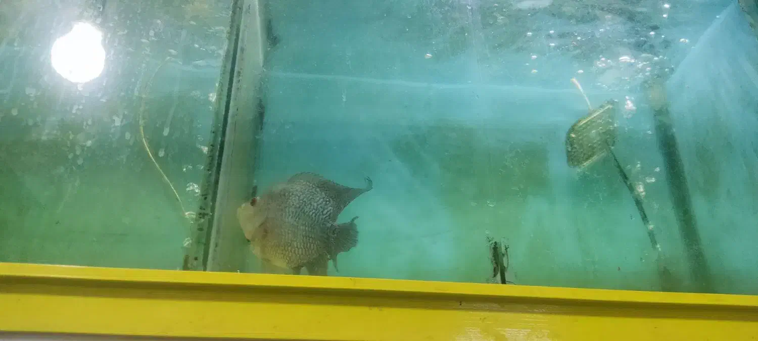 فلاور باکس|ماهی|پردیس, فاز ۱|دیوار