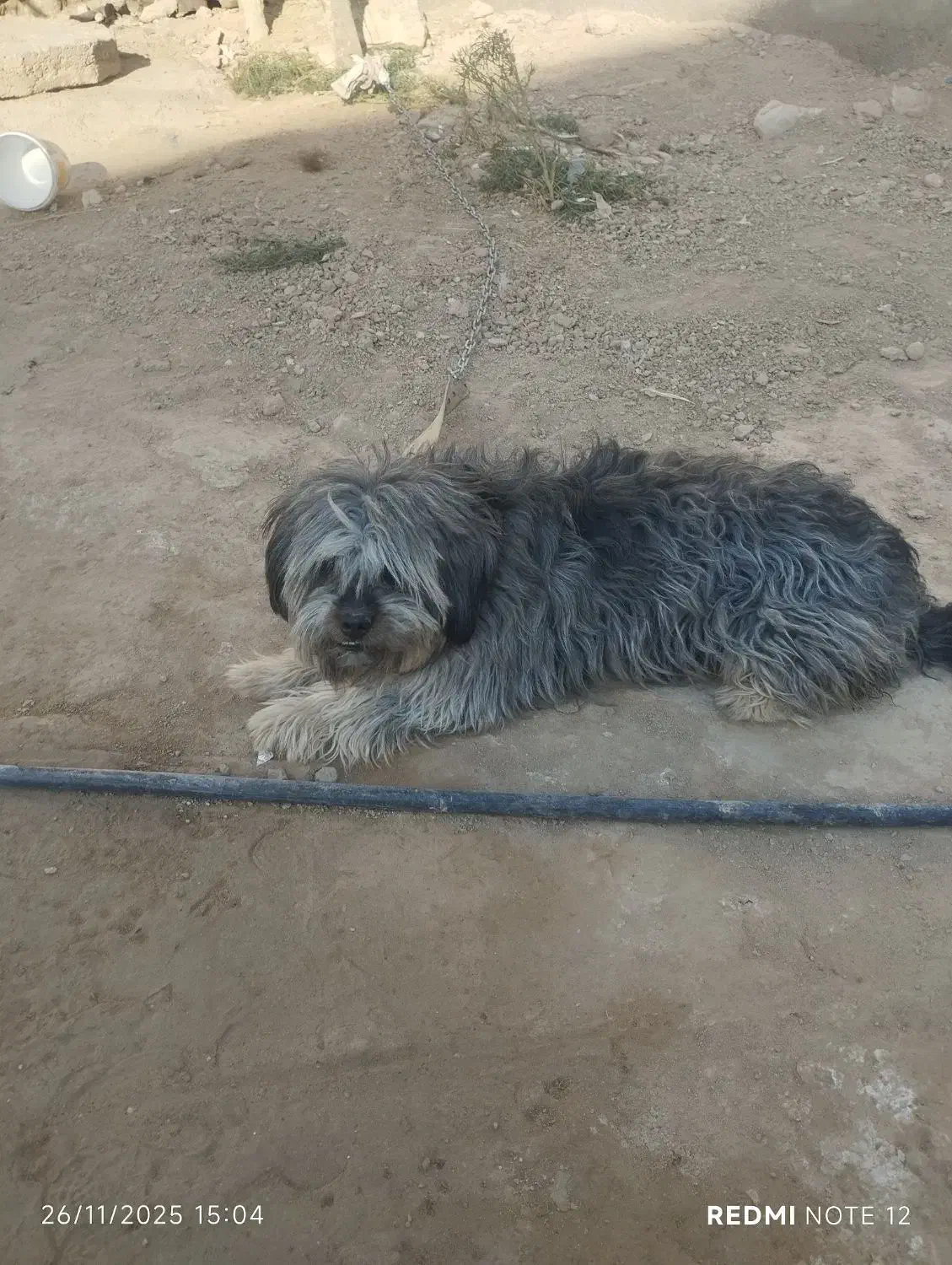 از بی جای|سگ|ایزدخواست, |دیوار