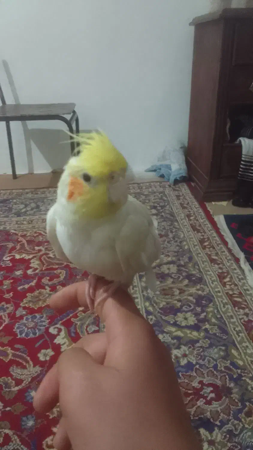 عروس هلندی|پرنده|اسفراین, |دیوار