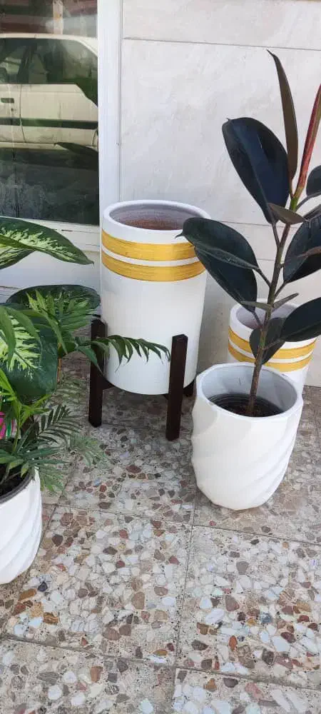 گیاه و گلدان|گل و گیاه طبیعی|اهواز, کوروش|دیوار