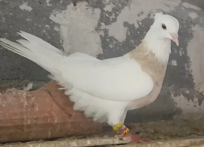 طوقی|پرنده|کلاله, |دیوار