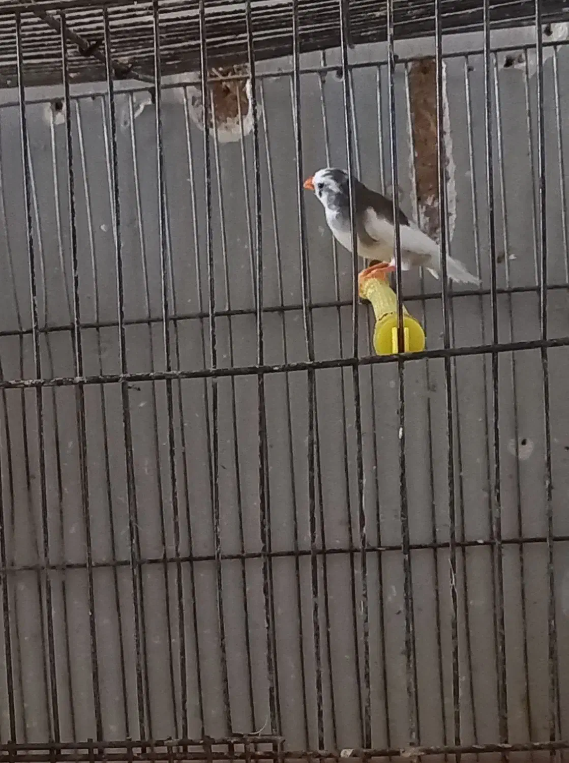 فنچ ماده|پرنده|کرمان, |دیوار