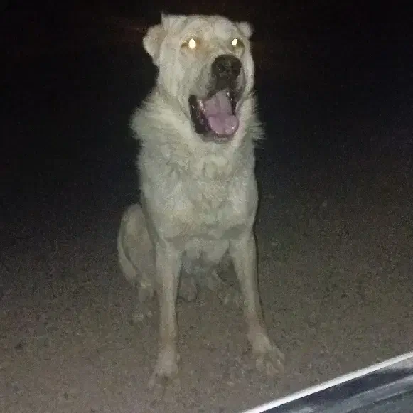 گمشده|سگ|میاندوآب, |دیوار