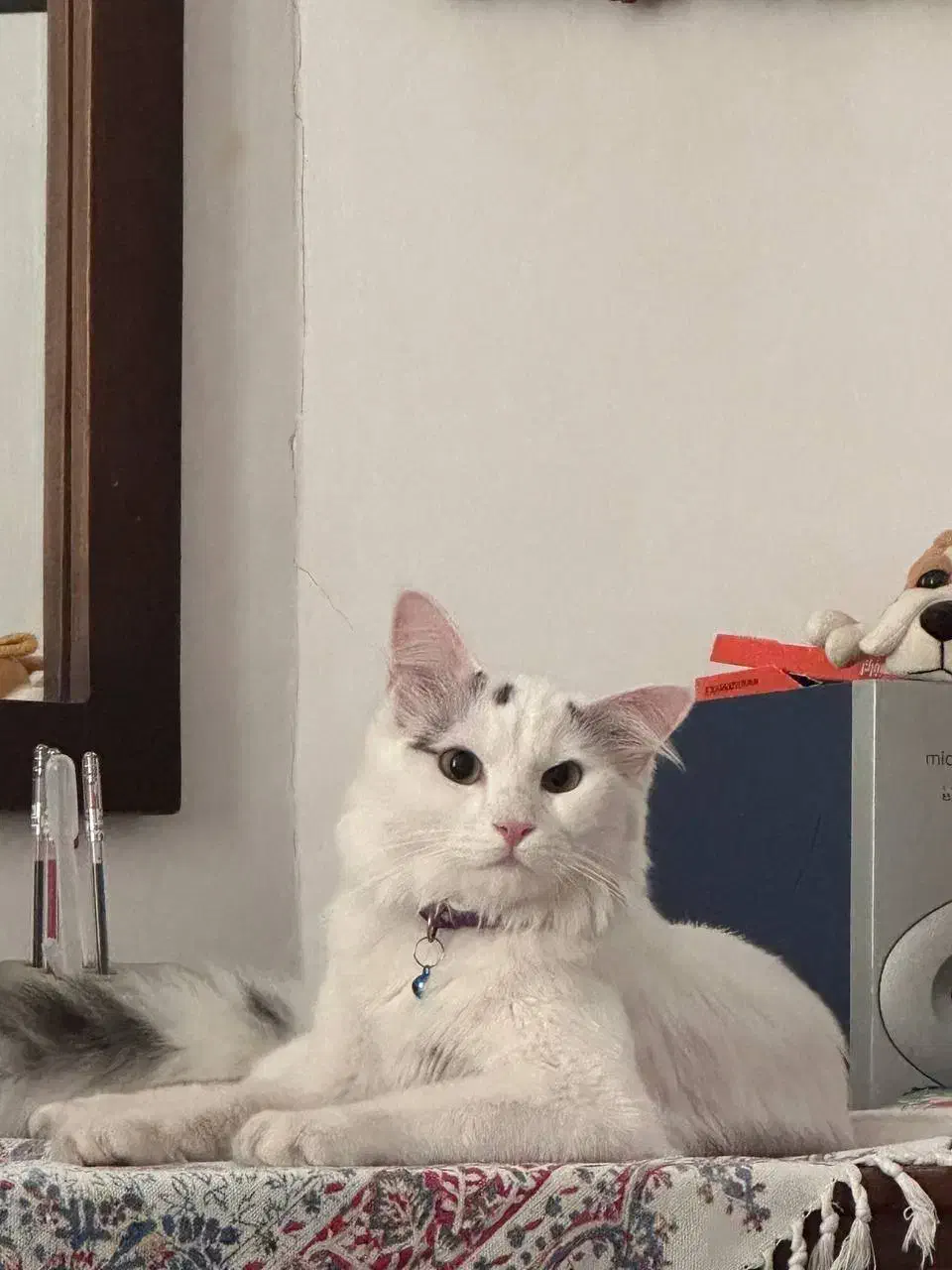 گربه پرشین کاملا اهلی ۳ساله|گربه|میاندوآب, |دیوار