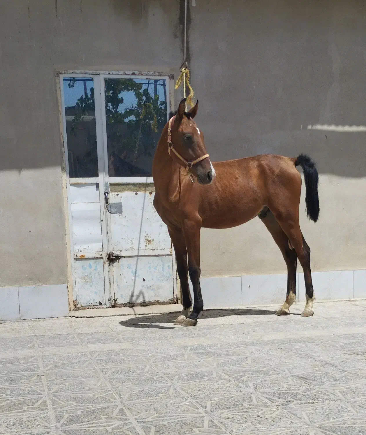 کره نریان|اسب و تجهیزات اسبسواری|ملایر, |دیوار