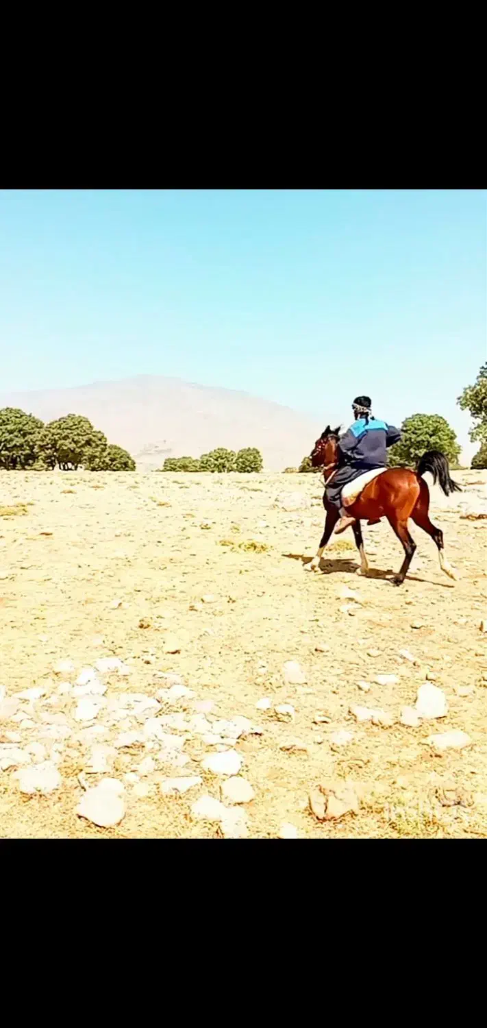 اسب نریان فروشی|اسب و تجهیزات اسب‌سواری|دورود, |دیوار